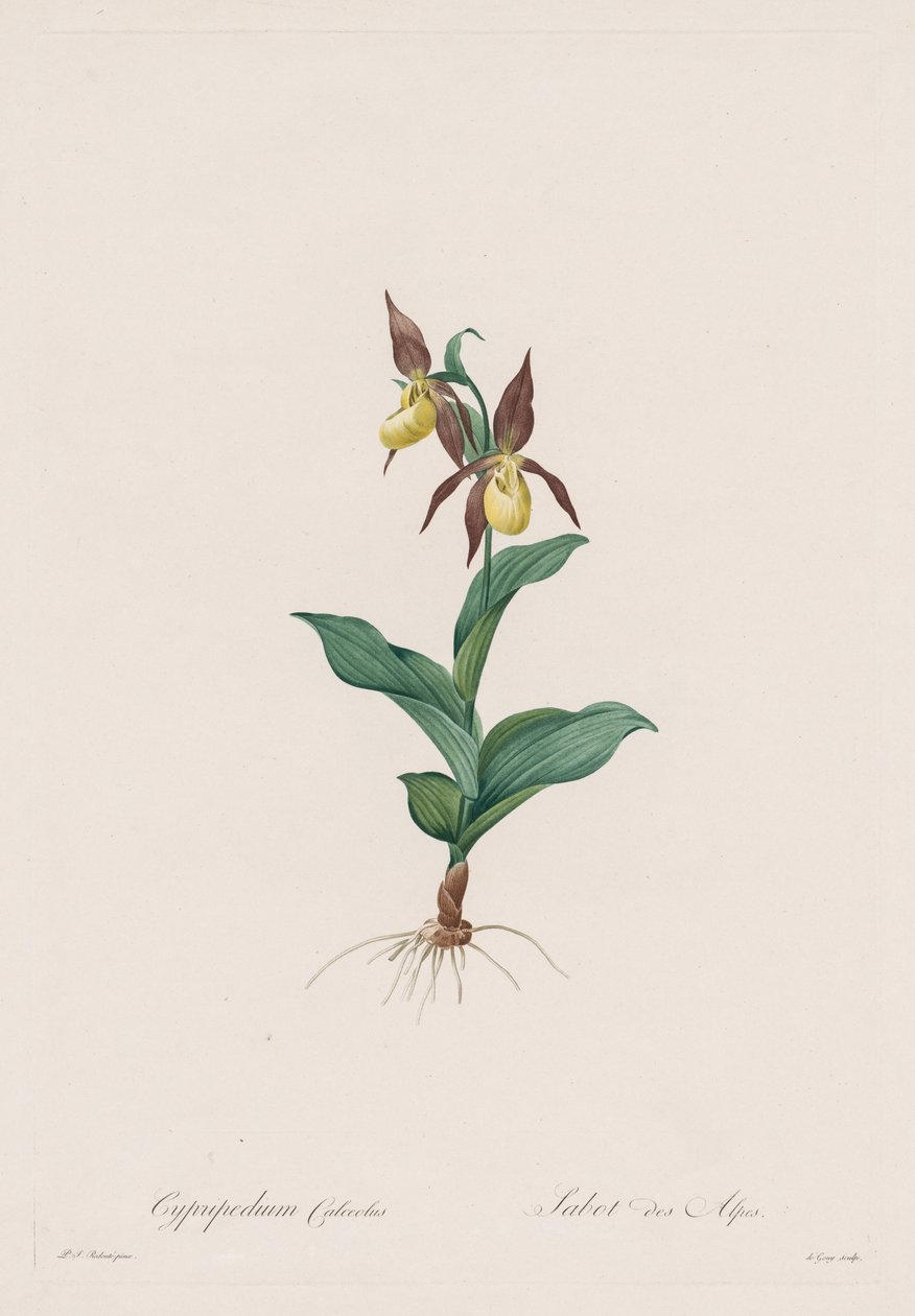 Les Liliacées: Cypripedium ayakkabı, 1802-1816. by Pierre Joseph Redouté