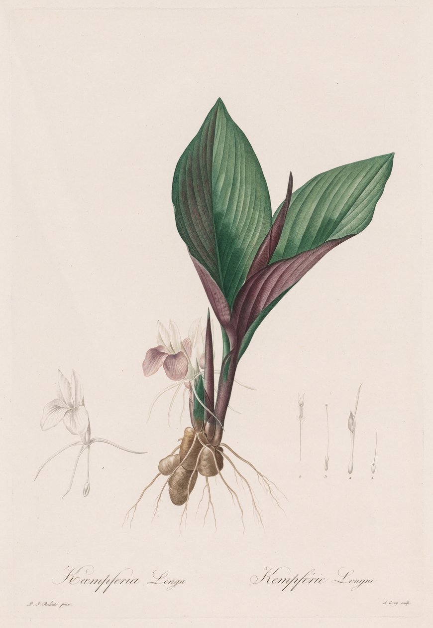 Les Liliacées: Kaempferia longa, 1802-1816. by Pierre Joseph Redouté