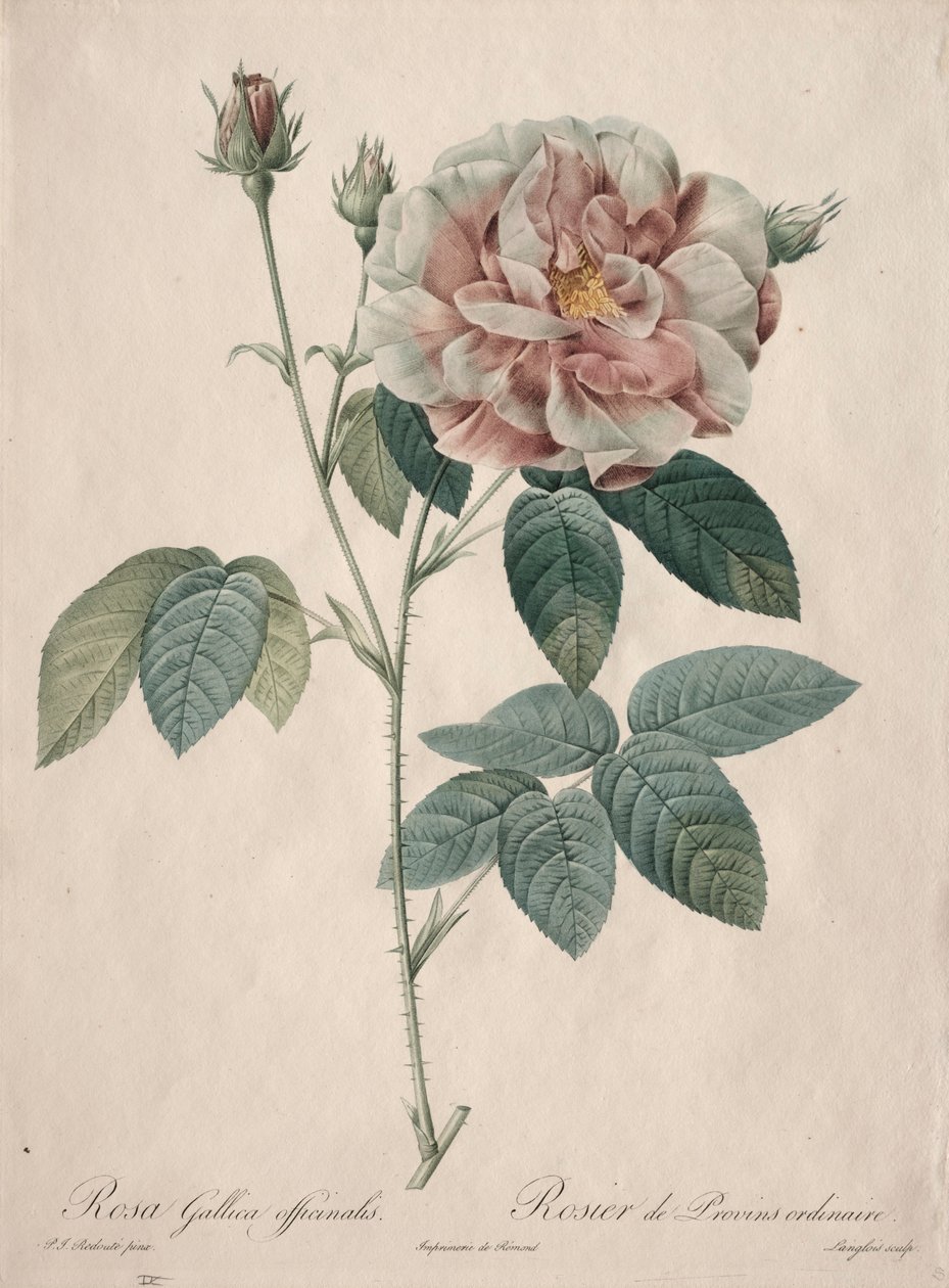 Les Roses: Rosa Gallica, 1817-1824. by Pierre Joseph Redouté