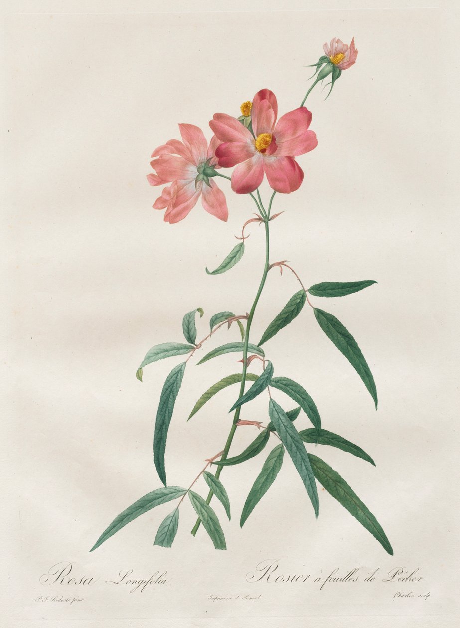 Güller: Rosa Longifolia, 1817-1824. by Pierre Joseph Redouté