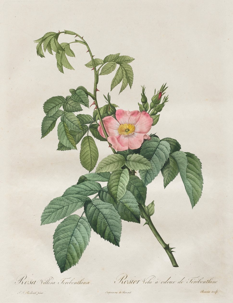 Güller: Rosa Villosa Terebenthina, 1817-1824. by Pierre Joseph Redouté