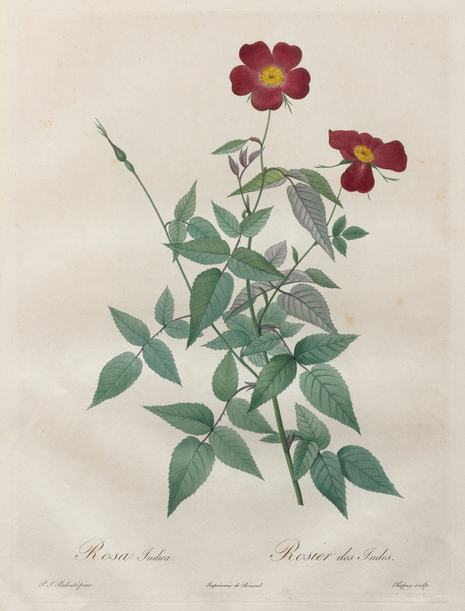 Les Roses: Rosa indica, 1817-1824. by Pierre Joseph Redouté