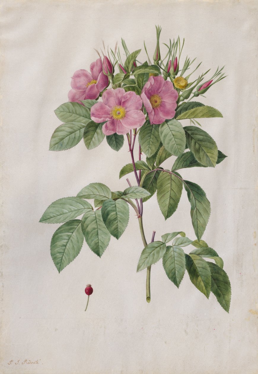 Mera Gülü Rosa Carolina Corymbosa, 1817-1824. by Pierre Joseph Redouté