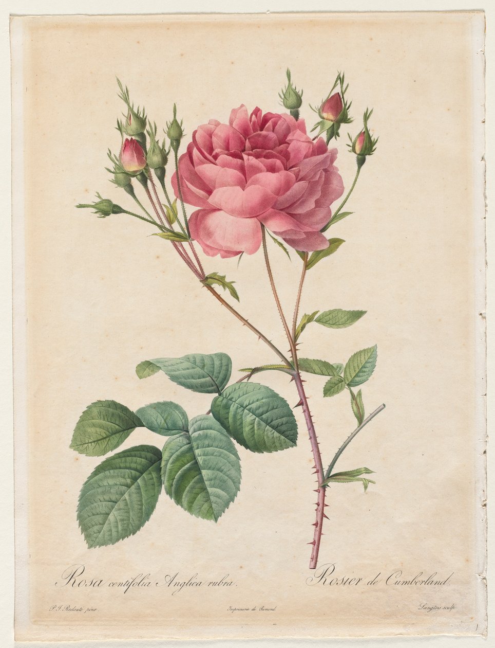 Rosa Centifolia Anglica Rubra, 1817-1824. by Pierre Joseph Redouté