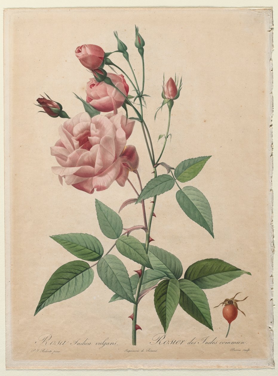 Güller: Çin veya Bengal Gülü, 1817-1824. by Pierre Joseph Redouté