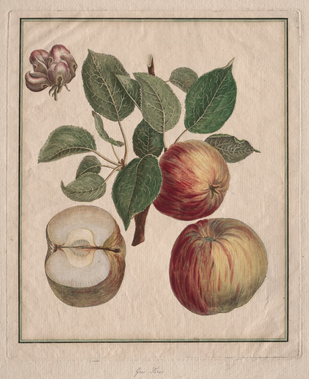 Yaprak ve Meyve Çiçeği ile Elma, 1768. by Henri Louis Duhamel du Monceau