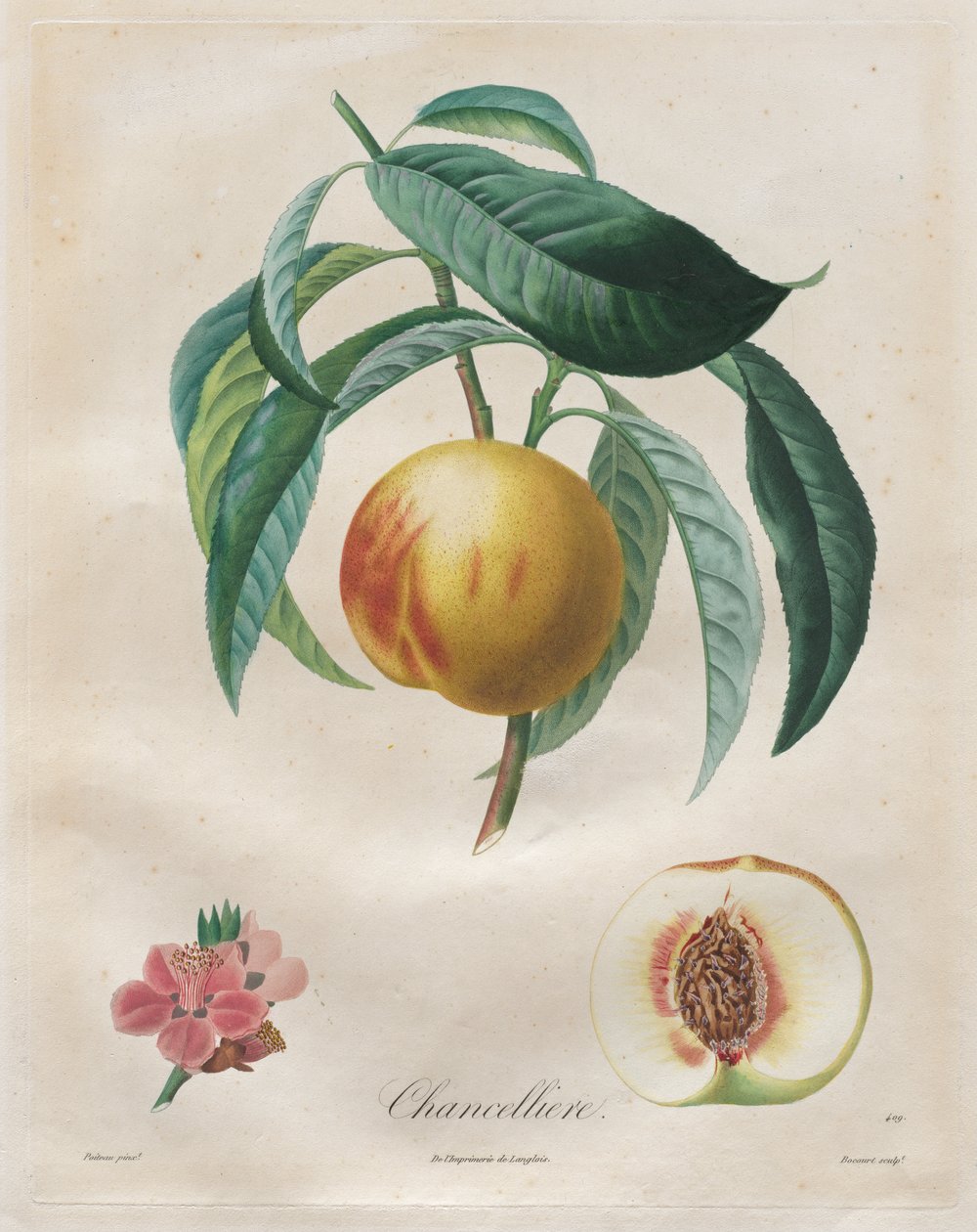 Meyve Ağaçları Üzerine İnceleme: Şansölye by Henri Louis Duhamel du Monceau