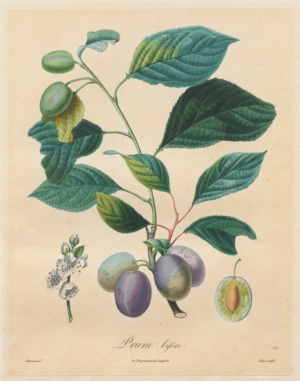 Meyve Ağaçları Üzerine Bir İnceleme: Bifer Erik by Henri Louis Duhamel du Monceau