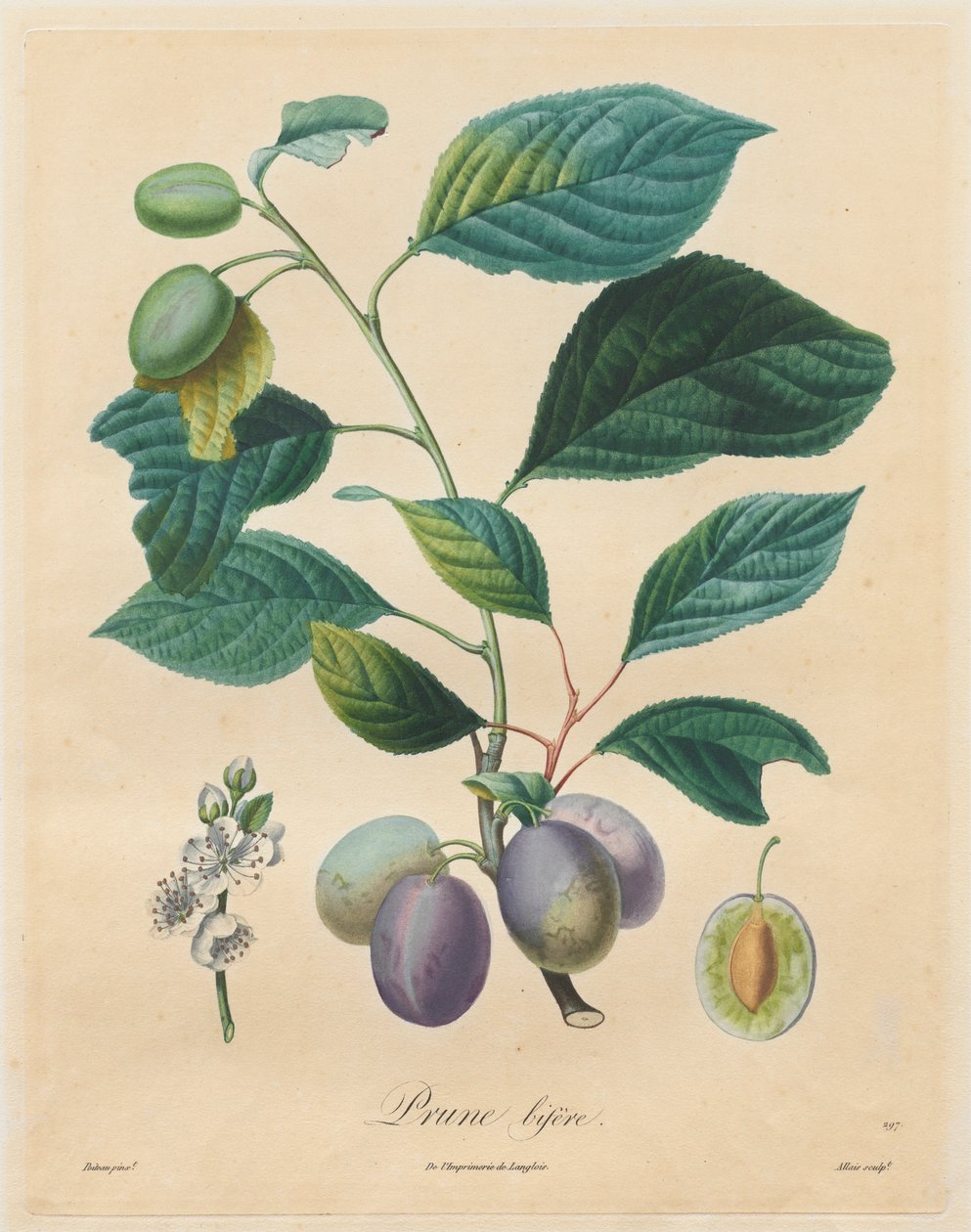 Meyve ağaçları üzerine inceleme: Prune bifère, 1808-1835. by Henri Louis Duhamel du Monceau