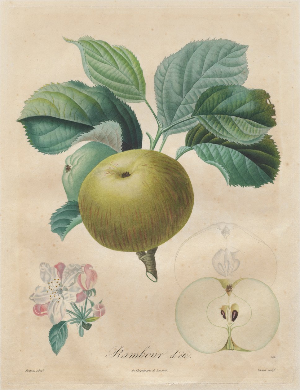 Meyve Ağaçları Üzerine İnceleme: Yaz Rambour, 1808-1835. by Henri Louis Duhamel du Monceau