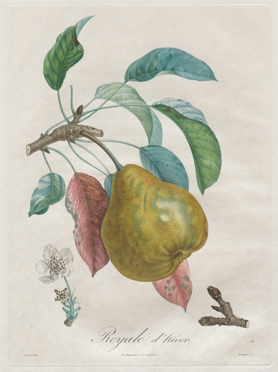 Meyve Ağaçları Üzerine İnceleme: Winter Royal by Henri Louis Duhamel du Monceau