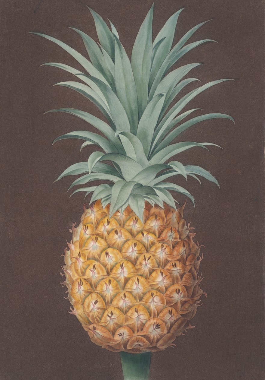 Pürüzsüz Yapraklı Yeşil Antigua Çamı, 1807. by Henri Merke