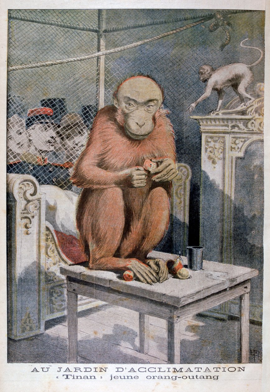 Orangutan Tinan, 1896 by Henri Meyer
