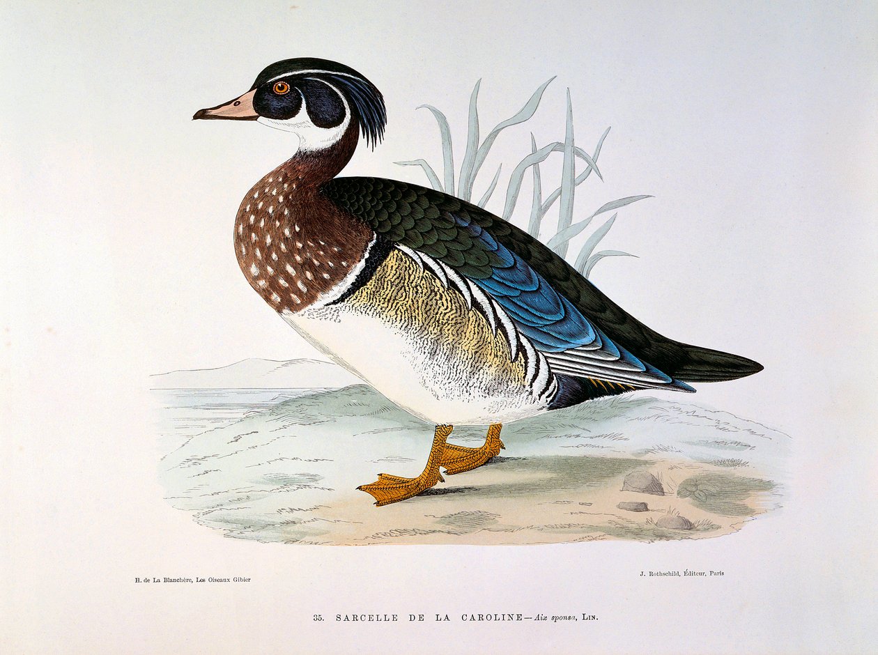 Caroline Plate