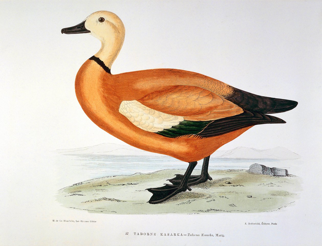 H. Blanchere tarafından ördek tadorne kasarka Planche temsili by Henri de la Blanchere