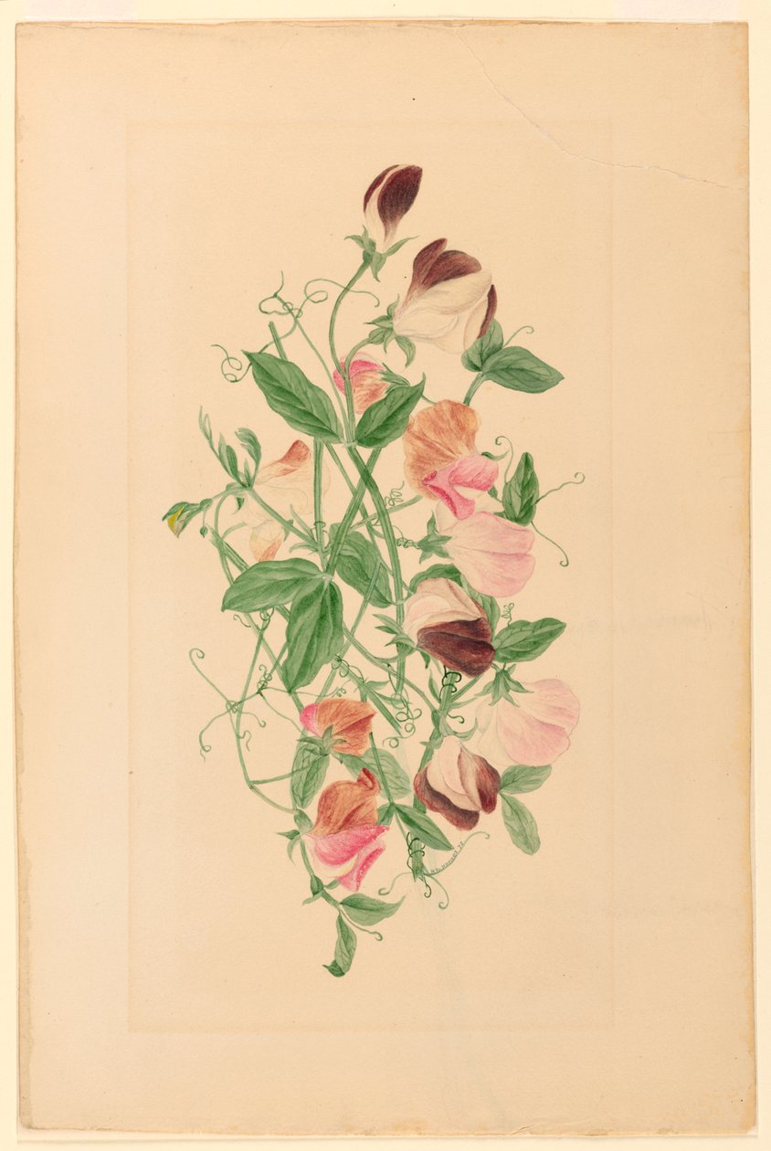 by Henrietta Benson Homer