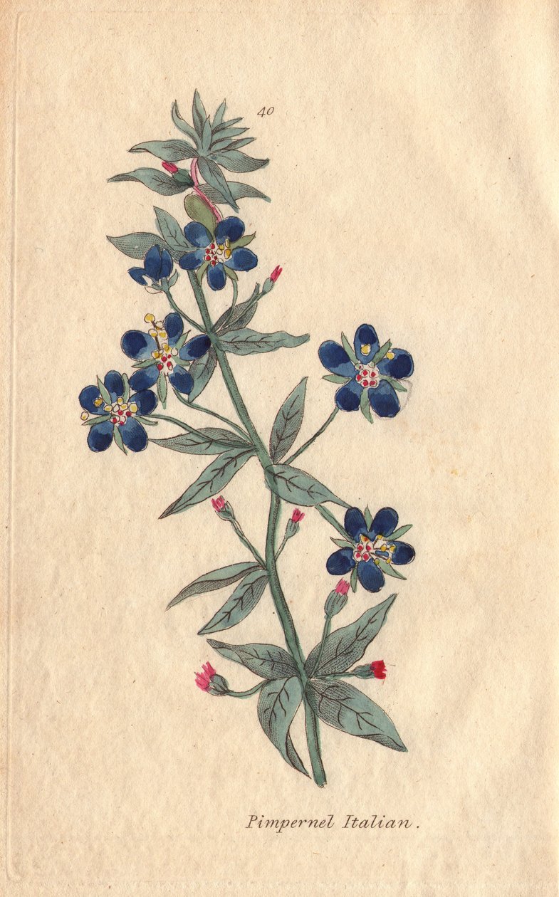 İtalyan pezevengi, Anagallis monellis, çiçek by Henrietta Moriarty