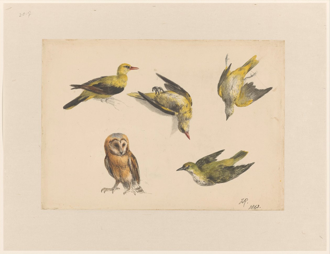 Bir baykuş ve iki orioles çalışmaları by Henriëtte Ronner