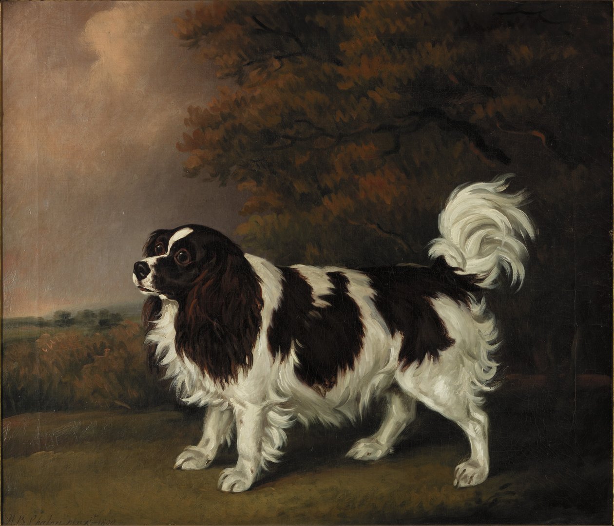 Bir Kral Charles Spaniel