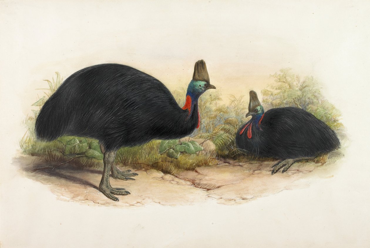 Güney Cassowary, Casuarius casuarius by Henry Constantine Richter