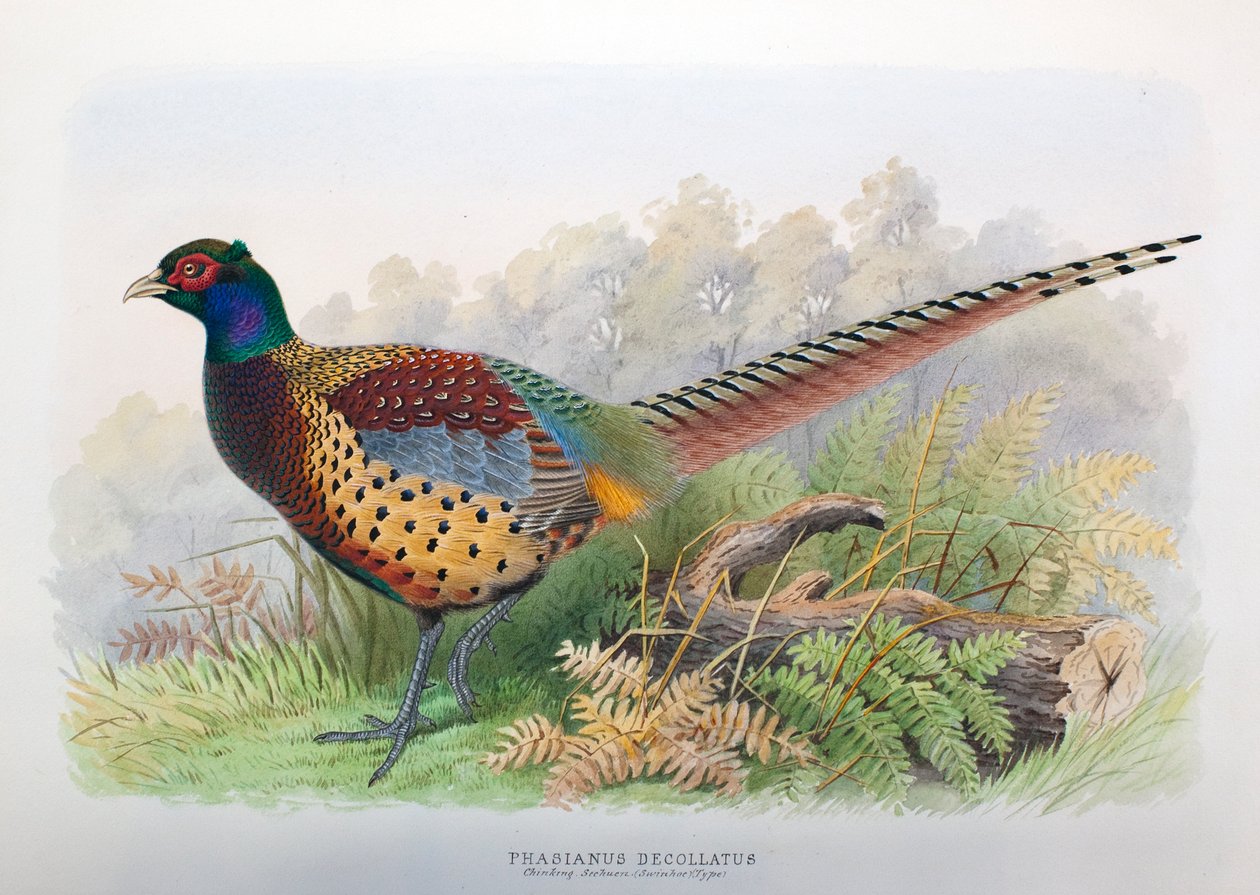 Phasianus