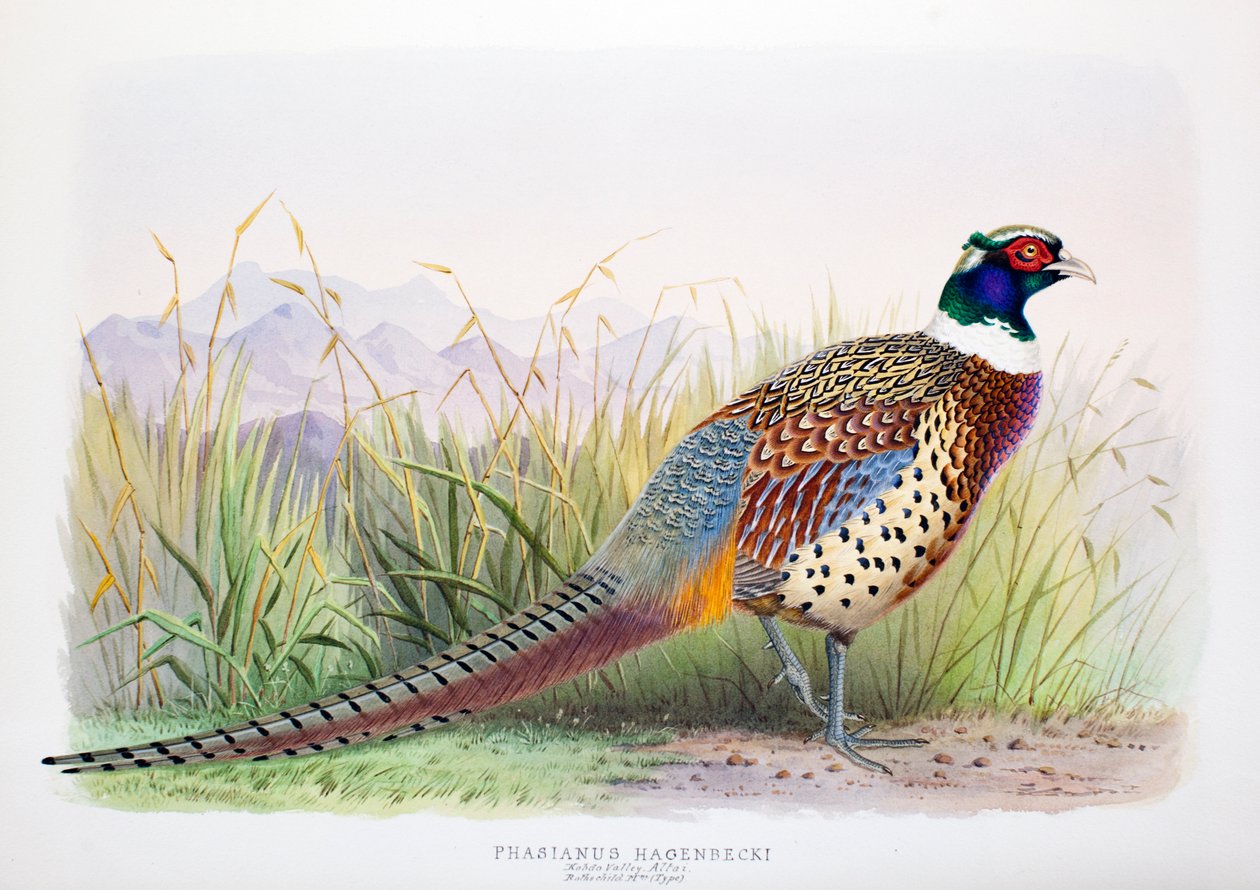 Phasianus hagenbecki, 1906-7 by Henry Jones