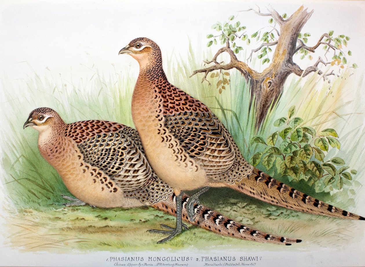 Phasianus mongolicus ve Phasianus shawi, 1906-7 by Henry Jones