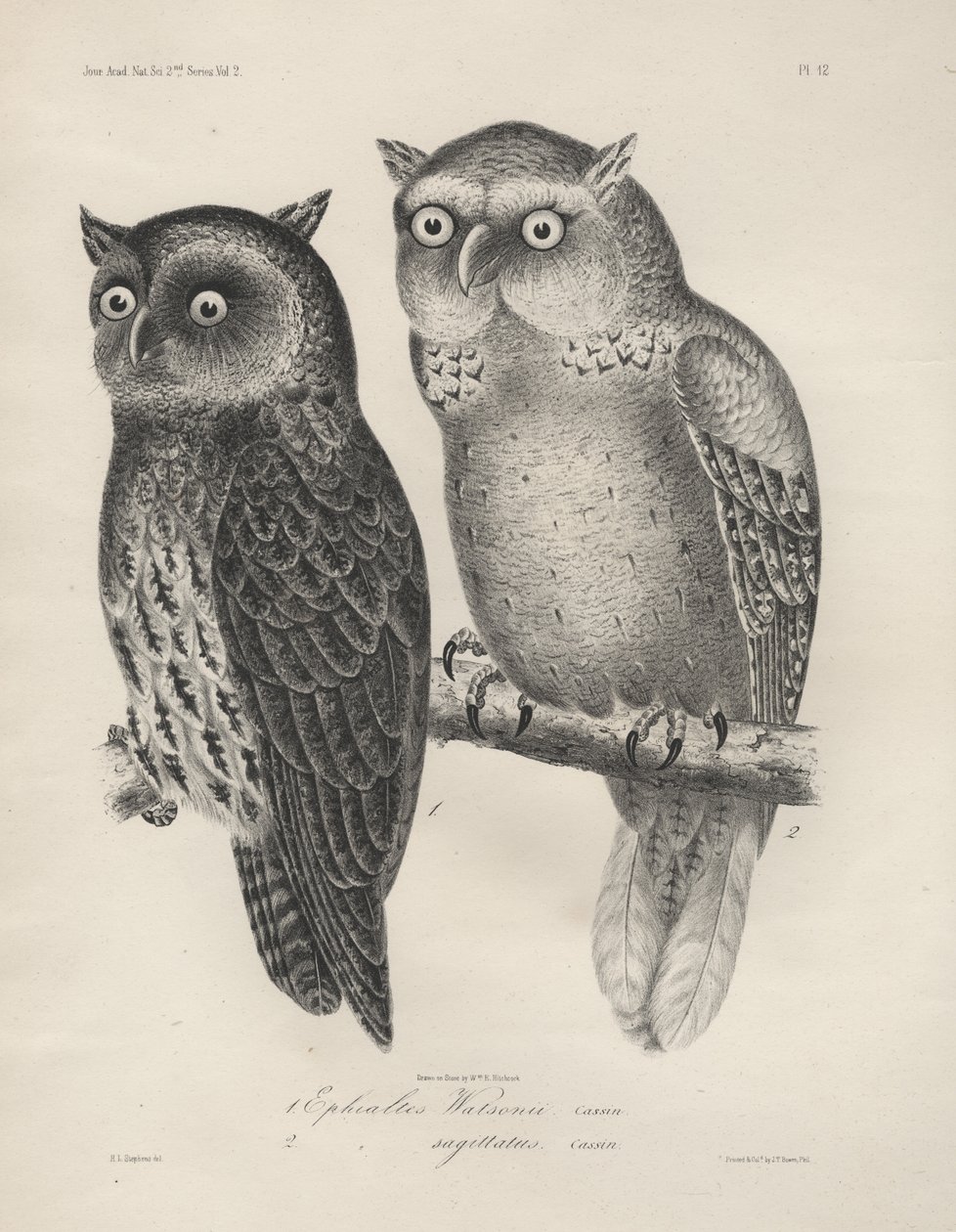 1. Ephialtes Watsonii, 2. (Ephialtes) Yay, taş, J.T. Bowen, 1850 by Henry Louis Stephens