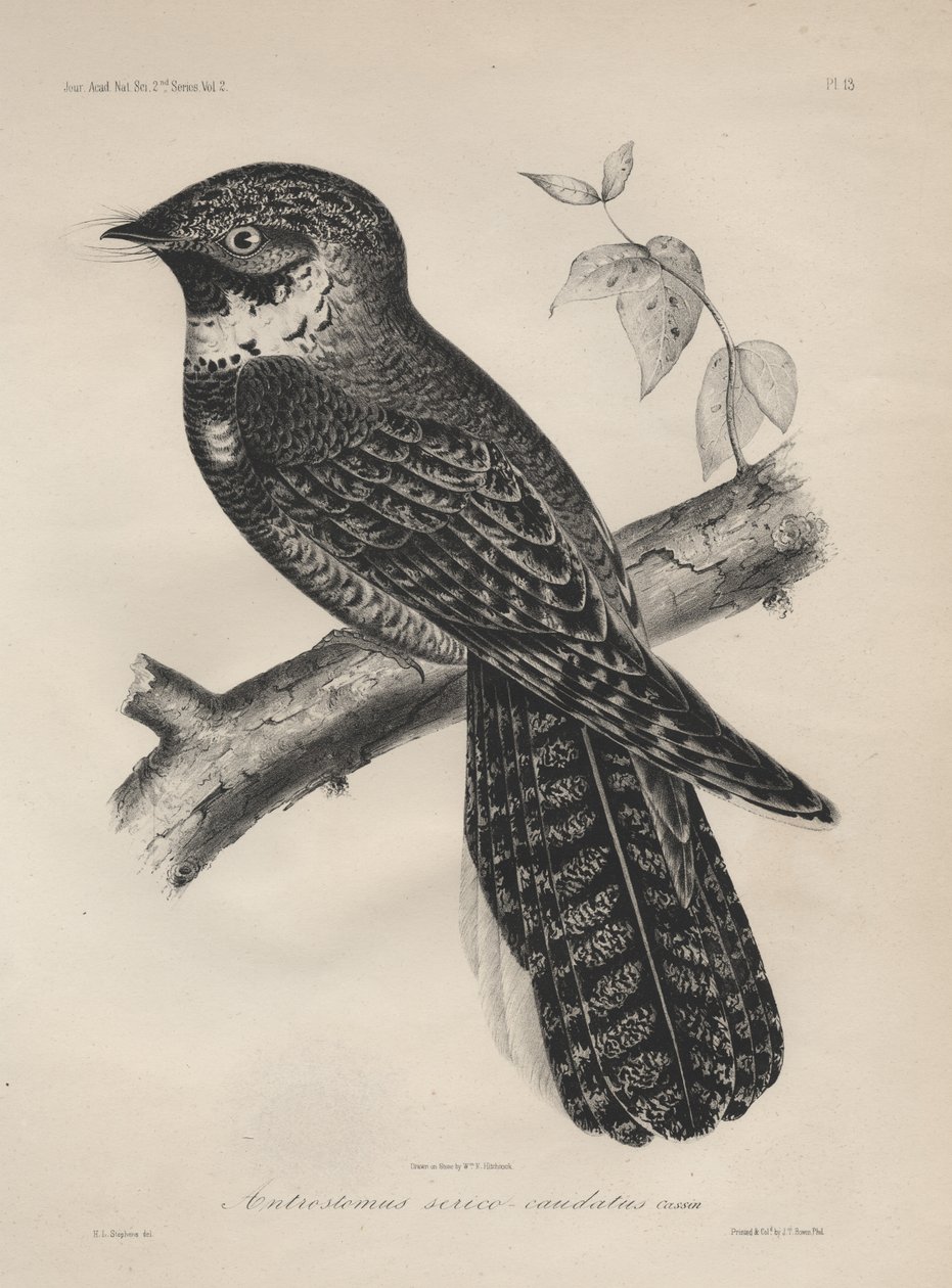 İpek Kuyruklu Antrostomus, J.T. Bowen, 1850 by Henry Louis Stephens
