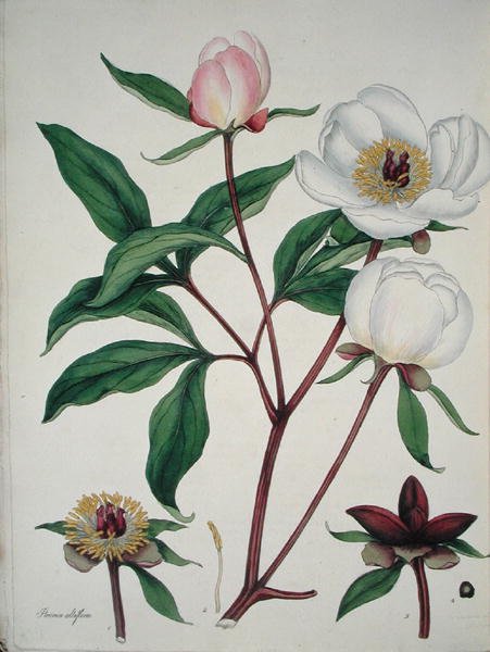 Paeonia Albiflora, 