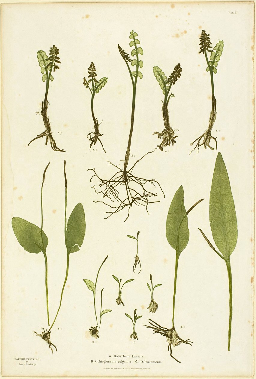 Moonwort ve Adder