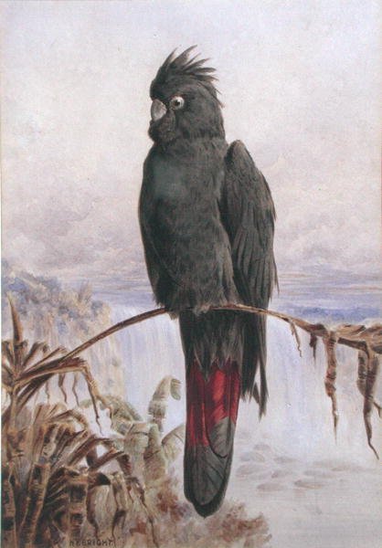 Avustralya Kızıl Kuyruklu Siyah Kakadu (kağıt üzerine suluboya ve gövde rengi) by Henry Bright