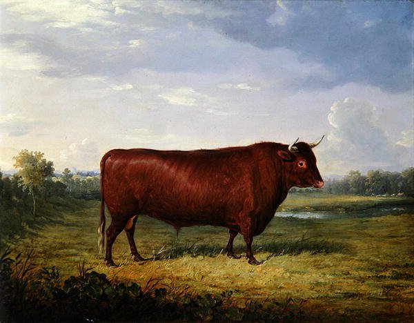 Kahverengi Boğa Portresi by Henry Calvert