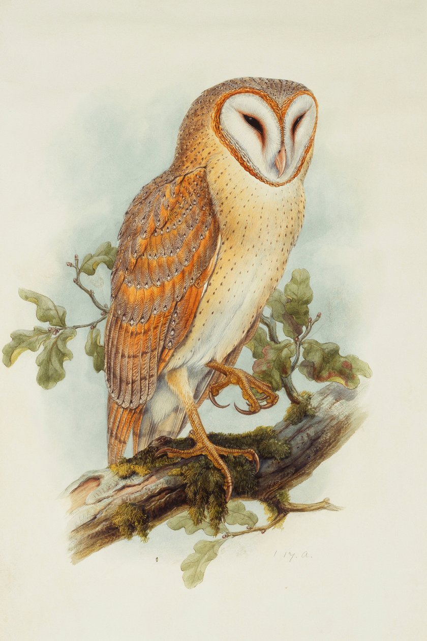 Peçeli Baykuş, by Henry Constantine Richter