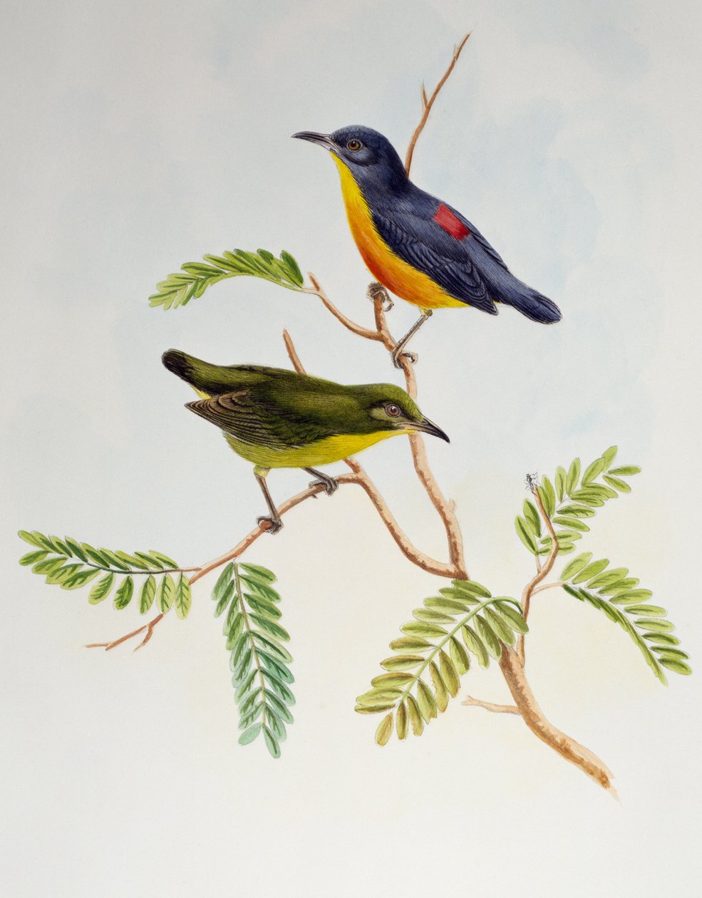 Birds of Asia