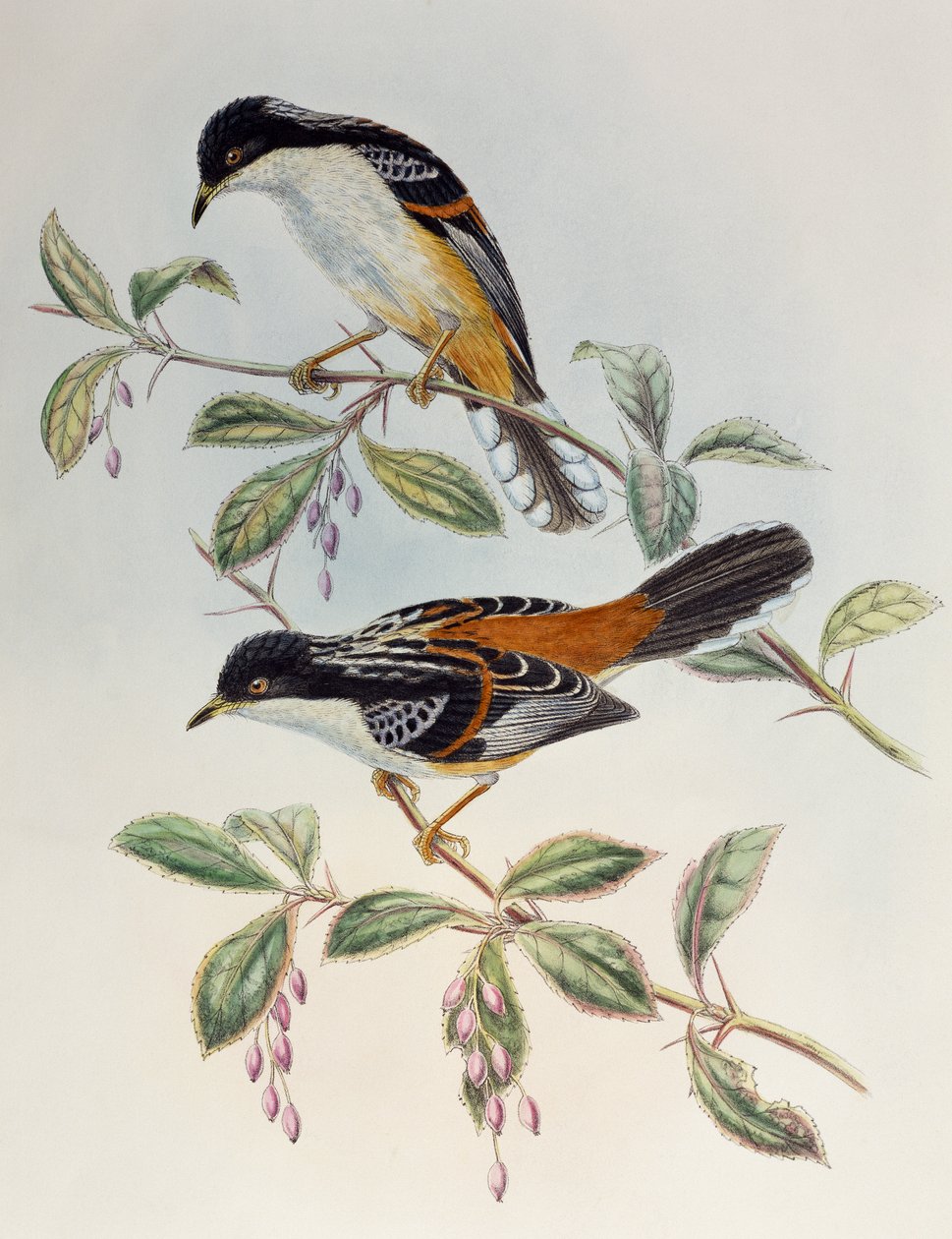 Birds of Asia