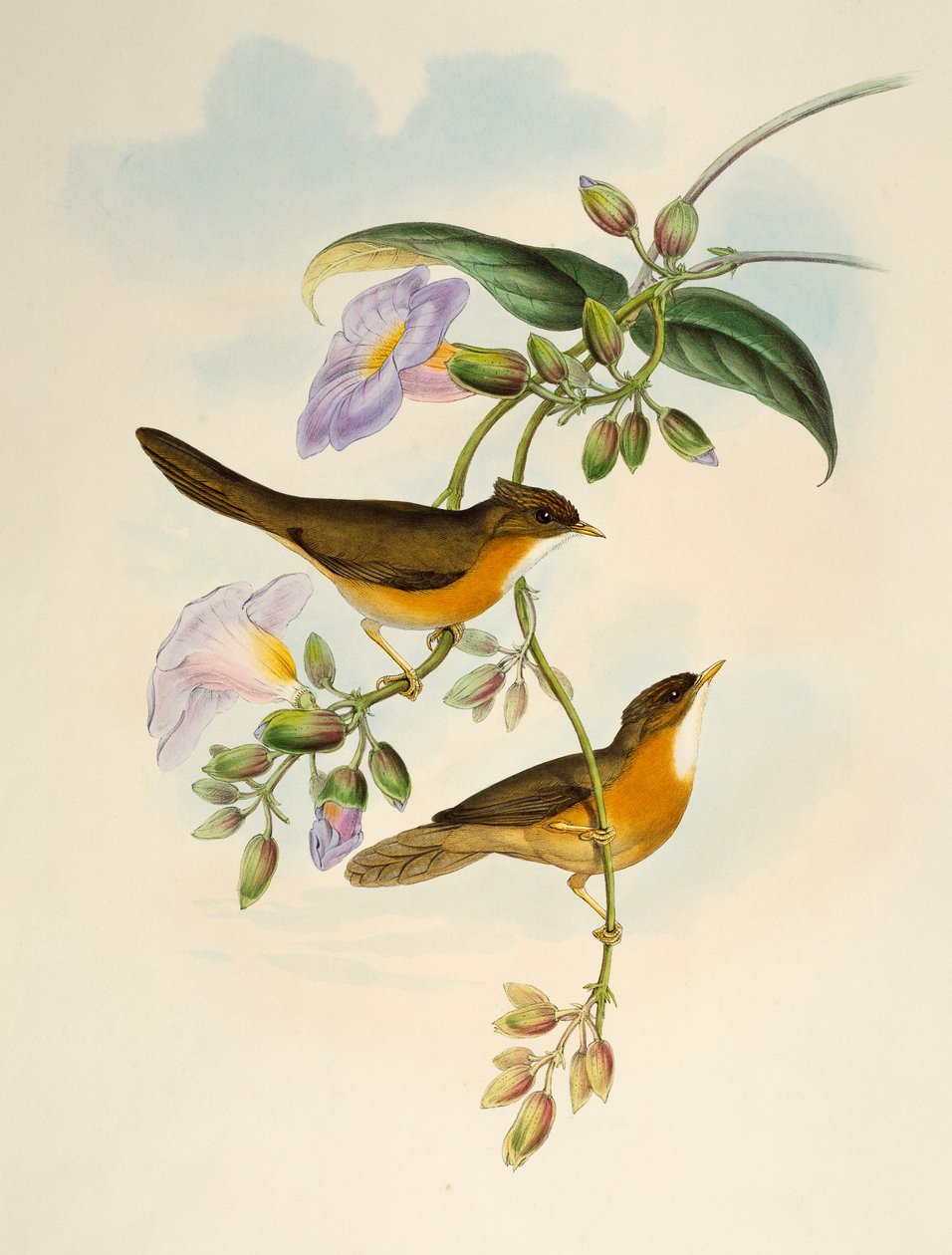 Sarımsı karınlı Babbler (Dumetia hyperythra), Birds of Asia