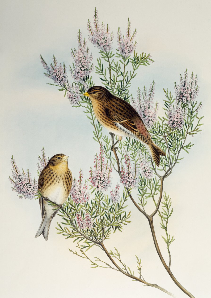 Büyük Britanya Kuşlarından Twite (Carduelis flavirostris), by Henry Constantine Richter