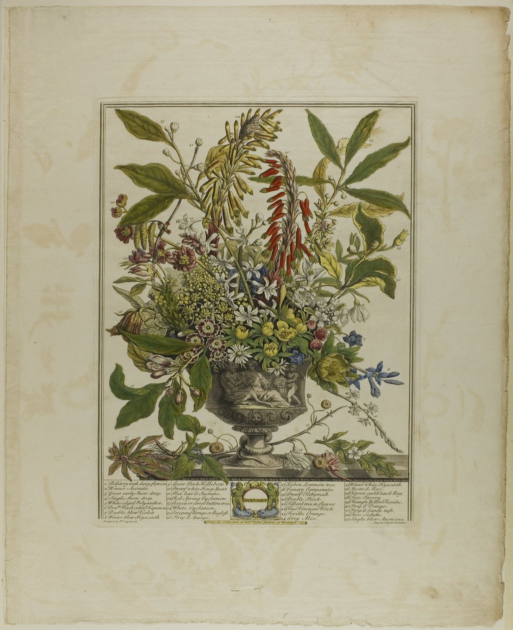 Ocak, On İki Aylık Çiçeklerden by Henry Fletcher