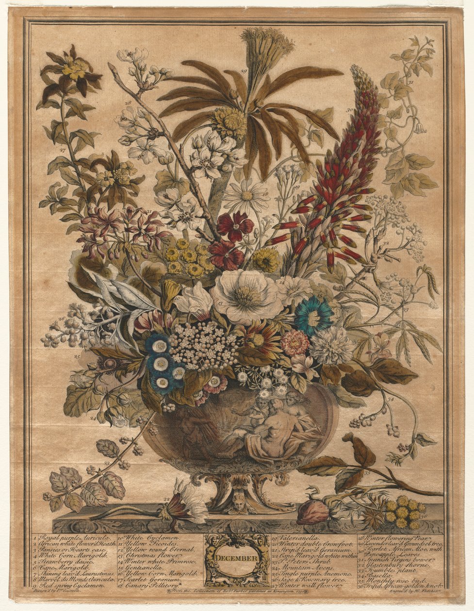 On İki Aylık Çiçekler: Aralık, 1730. by Henry Fletcher