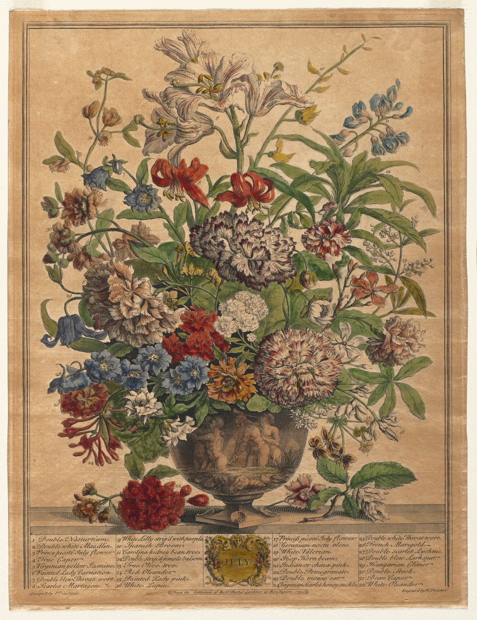 On İki Aylık Çiçekler: Temmuz, 1730. by Henry Fletcher