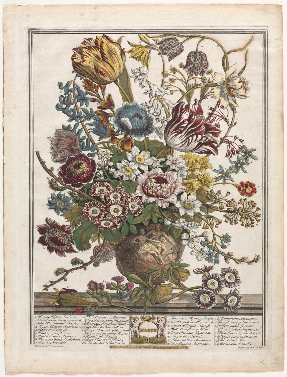 On İki Aylık Çiçekler: Mart, 1730. by Henry Fletcher