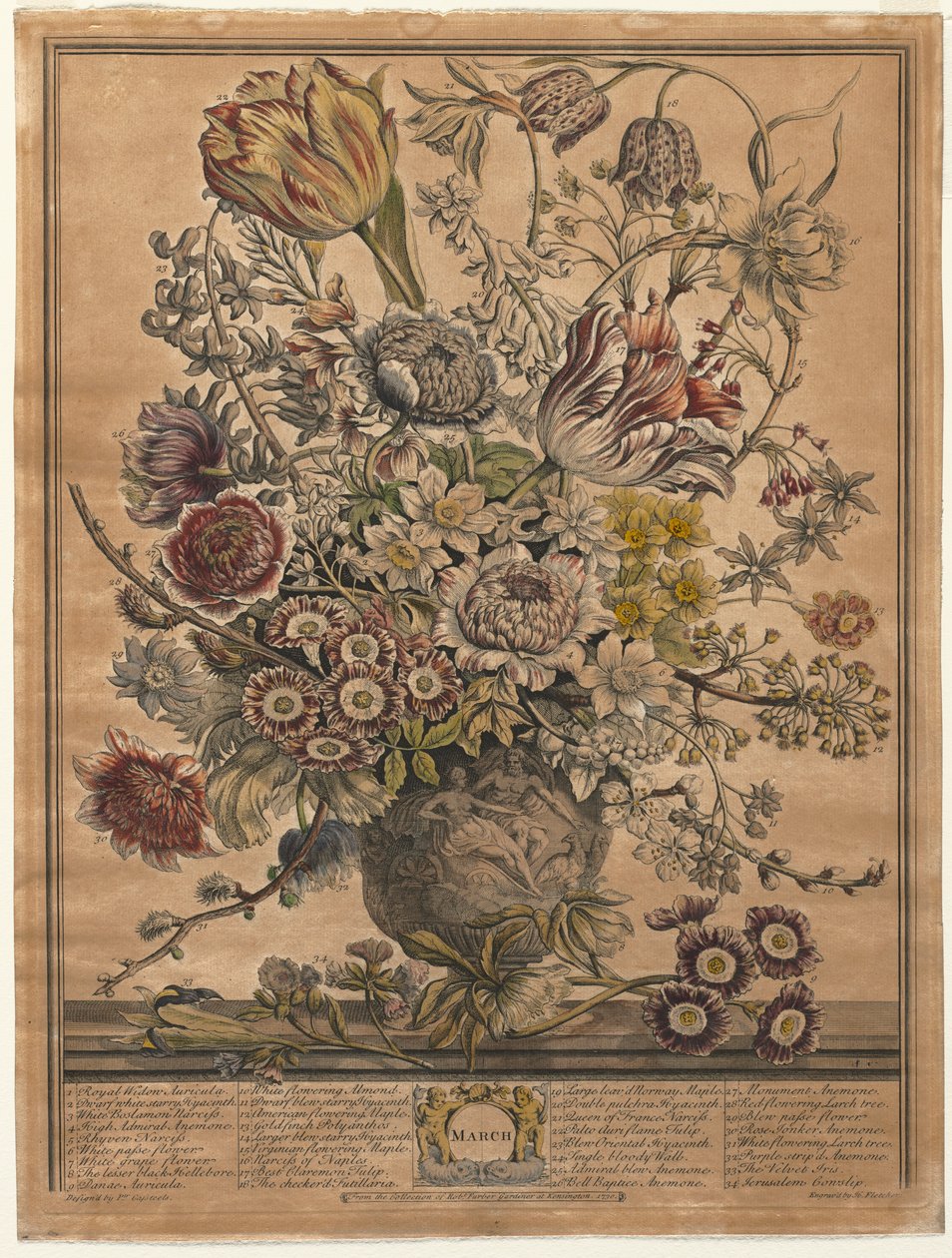 On İki Aylık Çiçekler: Mart, 1730. by Henry Fletcher