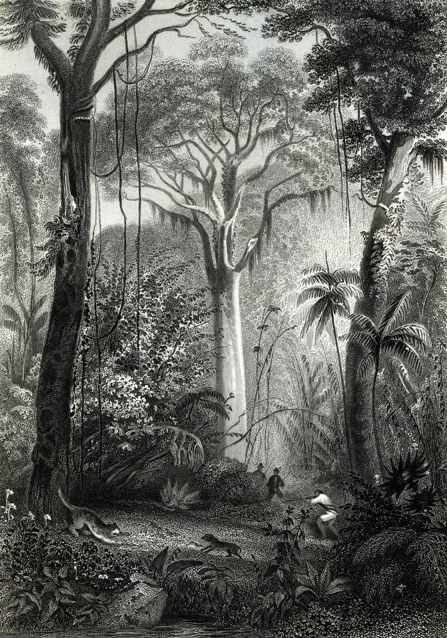 J.Bishop tarafından oyulmuş bir Brezilya Ormanı sahnesi by Henry George Hine