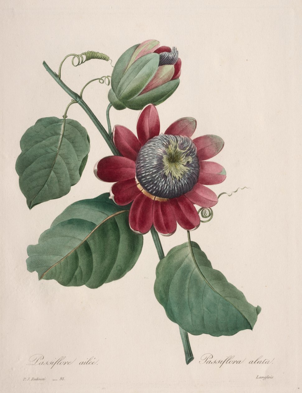 En güzel çiçeklerin seçimi...en güzel meyveler: Passiflore ailee by Henry Joseph Redouté