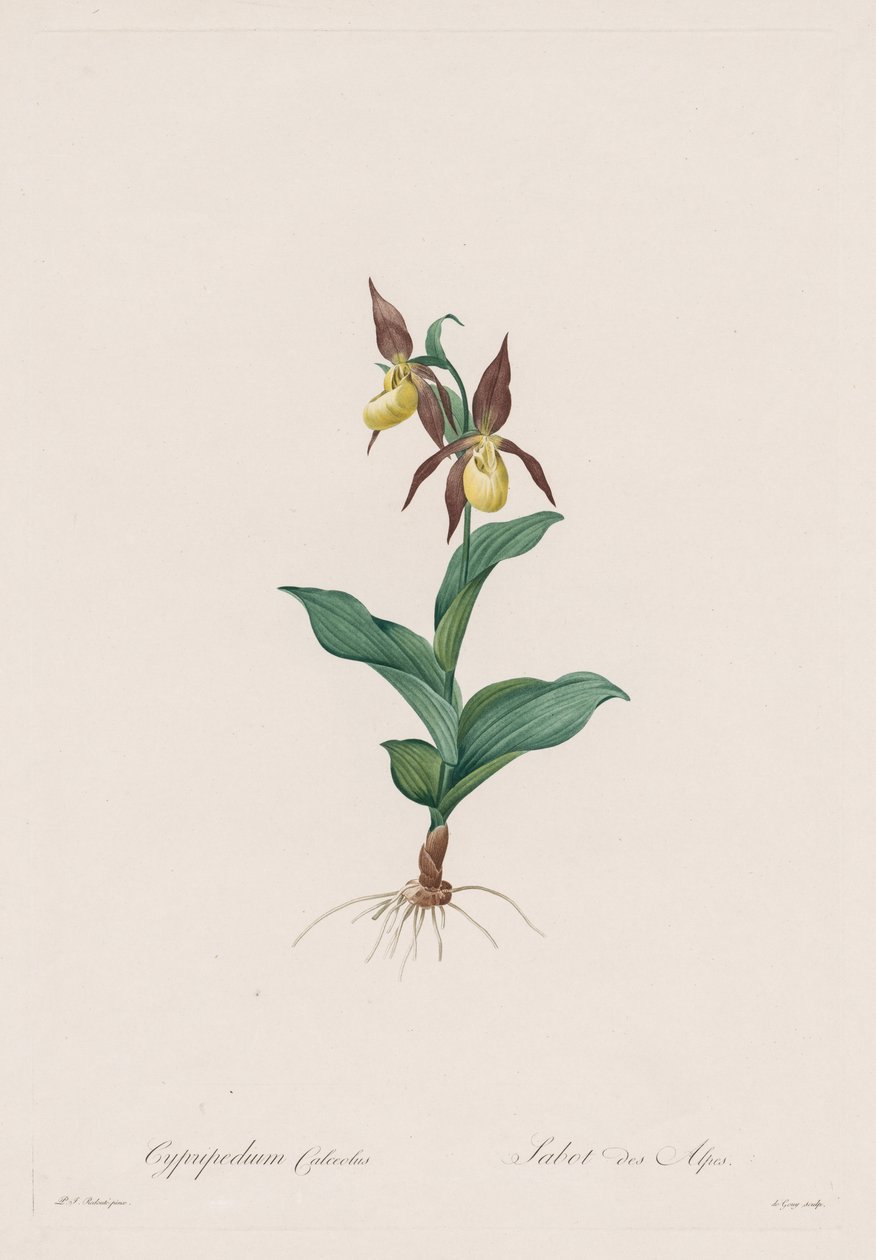 Les Liliacées: terlik by Henry Joseph Redouté