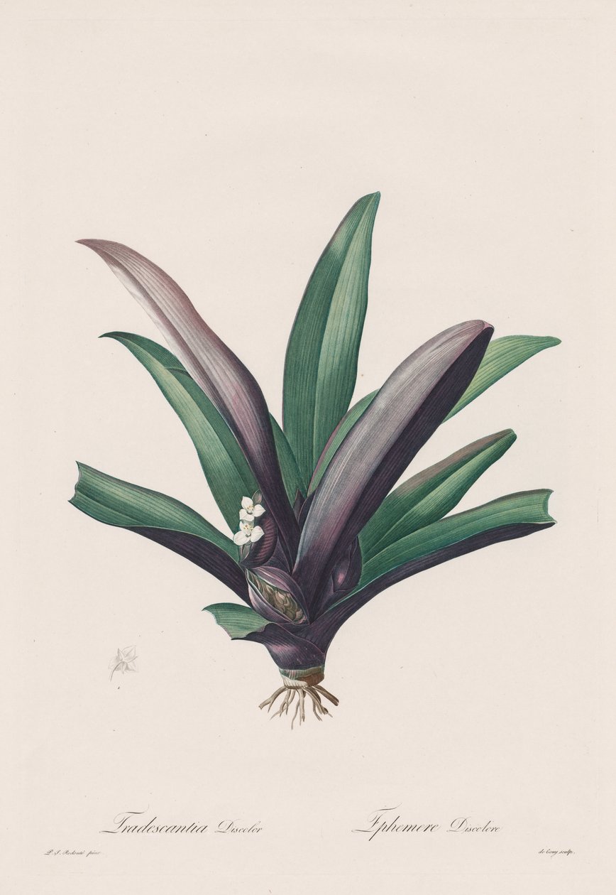 Les Liliacées: Tradescantia renk değişikliği by Henry Joseph Redouté