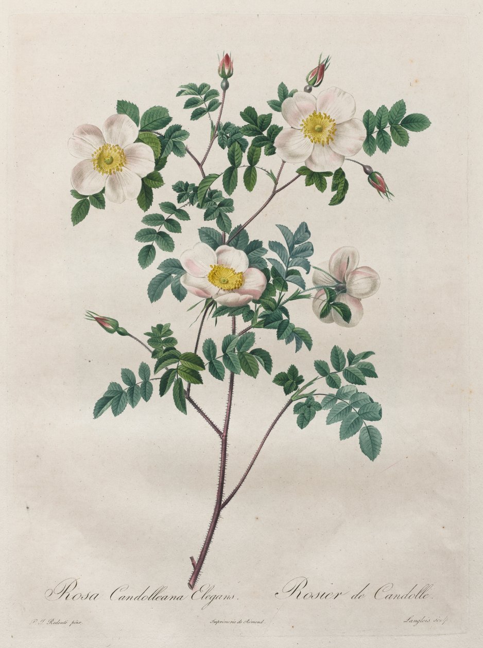 Les Roses: Rosa Candolleana Elegans by Henry Joseph Redouté