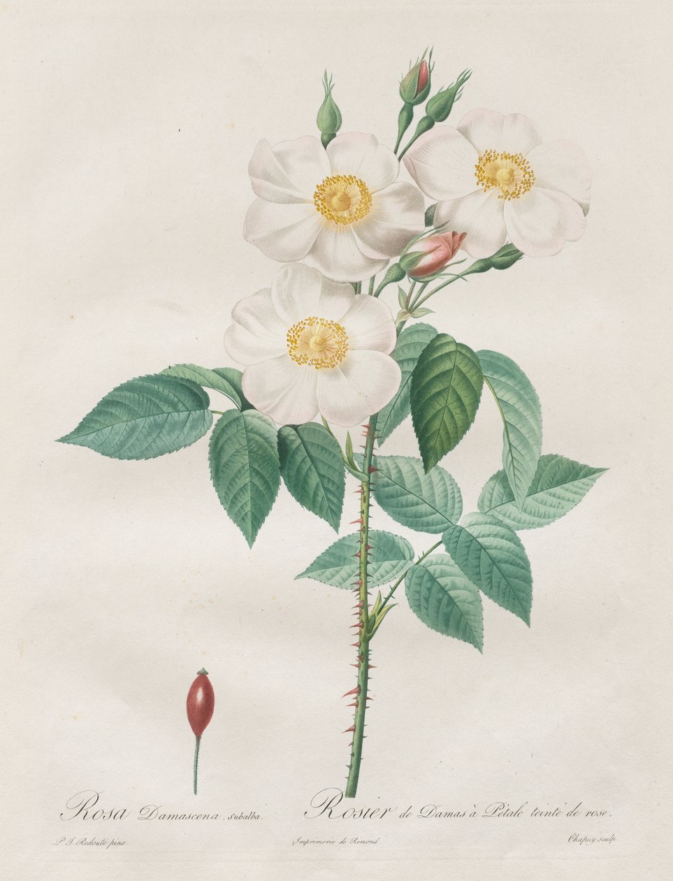 Les Roses: Rosa Damascena, subalba by Henry Joseph Redouté