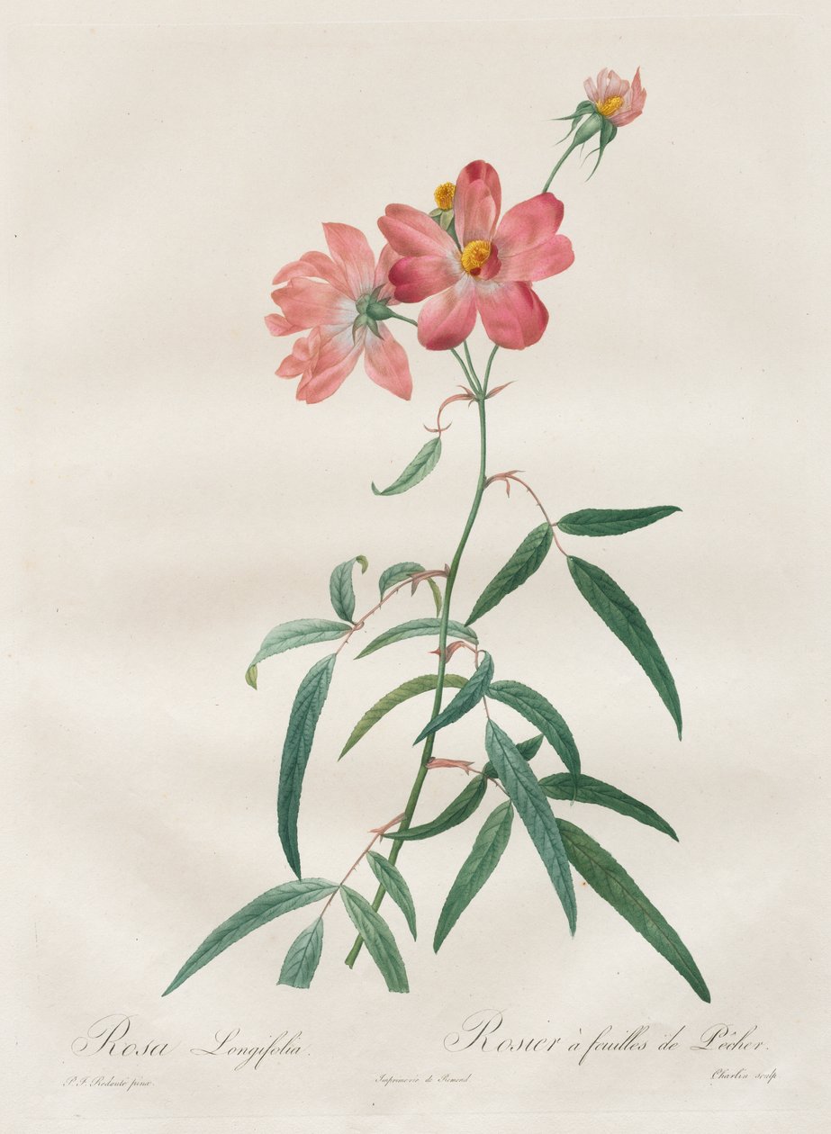 Güller: Rosa Longifolia by Henry Joseph Redouté